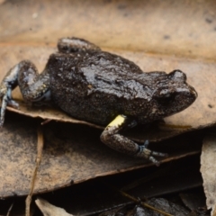 Pseudophryne bibronii (Brown Toadlet) at Termeil, NSW - 12 Dec 2020 by BrianHerps