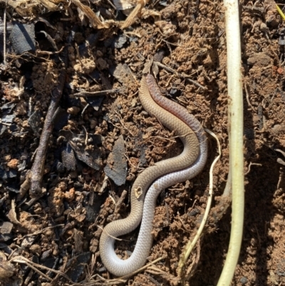 Aprasia parapulchella (Pink-tailed Worm-lizard) at Albury, NSW - 21 Aug 2021 by LKPearce76