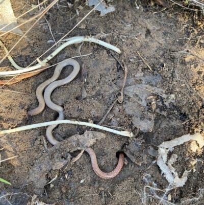 Aprasia parapulchella (Pink-tailed Worm-lizard) at West Albury, NSW - 21 Jul 2021 by LKPearce76