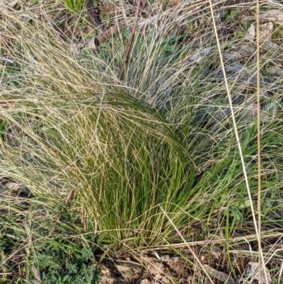 Nassella trichotoma (Serrated Tussock) at Majura, ACT - 22 Aug 2021 by abread111