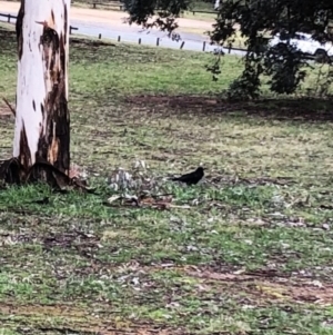 Corvus coronoides at Garran, ACT - 24 Aug 2021