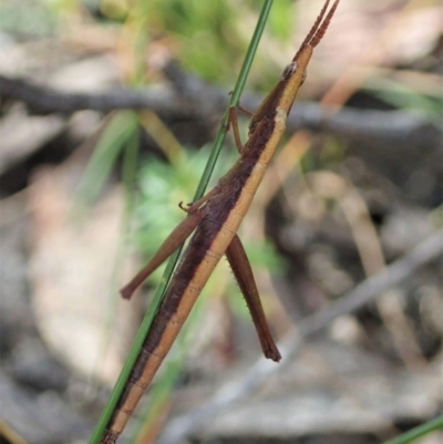 Heide sp. (genus) (A heath matchstick grasshopper) at Tianjara, NSW - 29 May 2021 by CathB