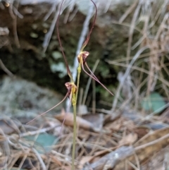 Acianthus caudatus (Mayfly Orchid) at Ku-ring-gai Chase National Park - 19 Aug 2019 by MattM
