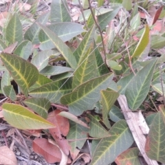 Hardenbergia violacea (False Sarsaparilla) at Six Mile TSR - 10 Jul 2021 by michaelb