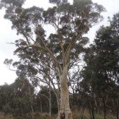 Eucalyptus rossii (Inland Scribbly Gum) at Bungendore, NSW - 10 Jul 2021 by michaelb