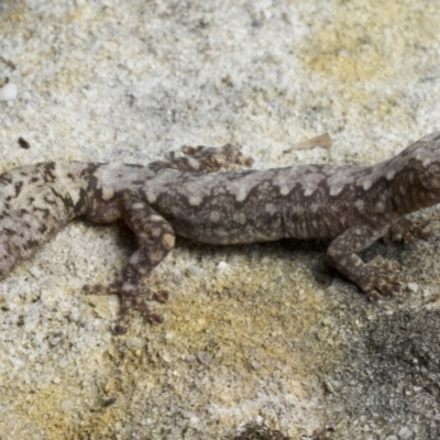 Amalosia lesueurii (Lesueur's Velvet Gecko) at Buangla, NSW - 13 Jul 2021 by BrianHerps