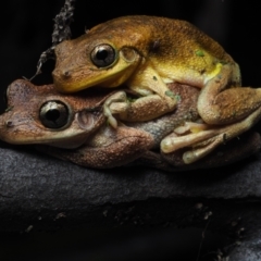 Litoria tyleri (Tyler's Tree Frog) at Bawley Point, NSW - 11 Jan 2021 by Anguscincus