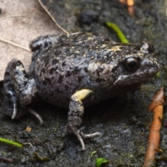 Uperoleia tyleri (Tyler's Toadlet) at Bawley Point, NSW - 11 Dec 2020 by BrianHerps