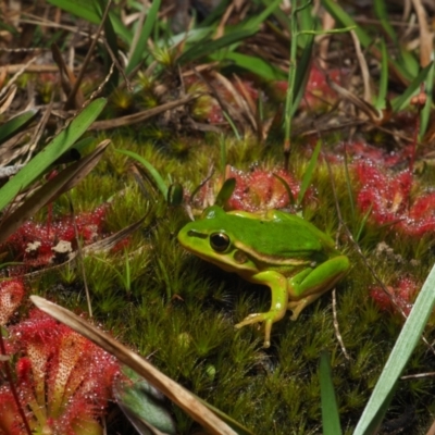 Litoria aurea (Green and Golden Bell Frog) at Bawley Point, NSW - 31 Dec 2020 by Anguscincus