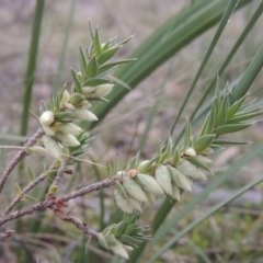 Melichrus urceolatus (Urn Heath) at Bungendore, NSW - 10 Jul 2021 by MichaelBedingfield