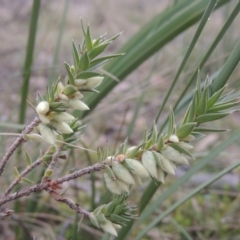 Melichrus urceolatus (Urn Heath) at Six Mile TSR - 10 Jul 2021 by michaelb