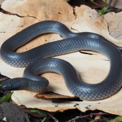 Cryptophis nigrescens (Eastern Small-eyed Snake) at Bawley Point, NSW - 29 May 2021 by Anguscincus