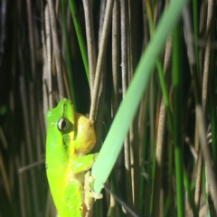 Litoria fallax (Eastern Dwarf Tree Frog) at Bawley Point, NSW - 24 Dec 2018 by Anguscincus