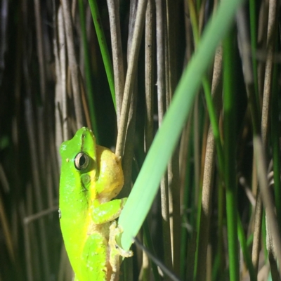 Litoria fallax (Eastern Dwarf Tree Frog) at Bawley Point, NSW - 24 Dec 2018 by Anguscincus