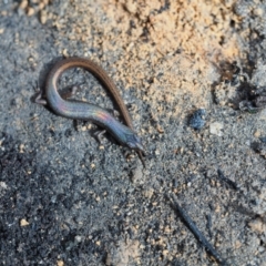 Saproscincus mustelinus (Weasel Skink) at Termeil, NSW - 24 May 2020 by Anguscincus