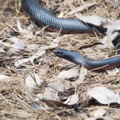 Pseudechis porphyriacus at Bawley Point, NSW - 7 Jan 2015 05:36 PM