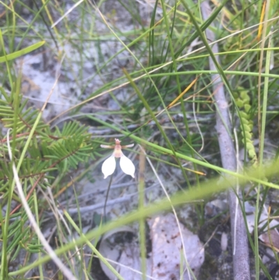 Eriochilus cucullatus (Parson's Bands) at Bawley Point, NSW - 24 Apr 2021 by Anguscincus