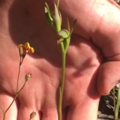 Orthoceras strictum (Horned Orchid) at Bawley Point, NSW - 24 Aug 2021 by Anguscincus