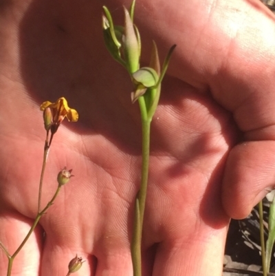 Orthoceras strictum (Horned Orchid) at Bawley Point, NSW - 24 Aug 2021 by Anguscincus