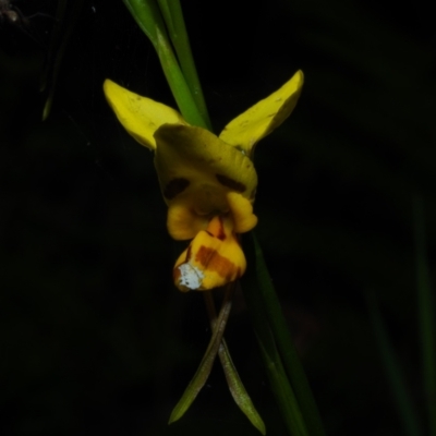 Diuris sulphurea (Tiger Orchid) at Bawley Point, NSW - 8 Oct 2020 by Anguscincus