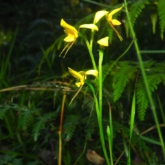 Diuris aurea (Golden Donkey Orchid) at Bawley Point, NSW - 4 Oct 2020 by Anguscincus