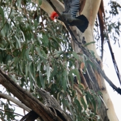 Callocephalon fimbriatum (Gang-gang Cockatoo) at Deakin, ACT - 24 Aug 2021 by LisaH