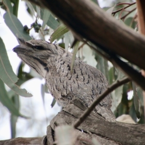 Podargus strigoides at Deakin, ACT - 24 Aug 2021