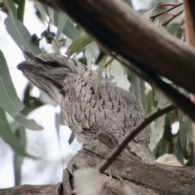 Podargus strigoides (Tawny Frogmouth) at Deakin, ACT - 24 Aug 2021 by LisaH