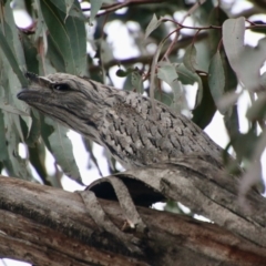 Podargus strigoides at Deakin, ACT - 24 Aug 2021