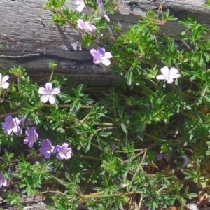 Geranium solanderi at Bolaro, NSW - 27 Dec 2020 09:42 AM