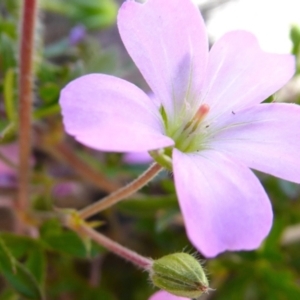 Geranium solanderi at Bolaro, NSW - 27 Dec 2020