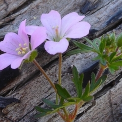 Geranium solanderi at Bolaro, NSW - 27 Dec 2020