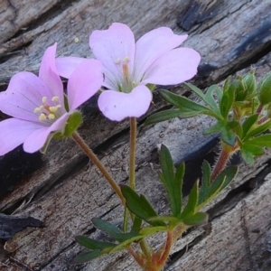 Geranium solanderi at Bolaro, NSW - 27 Dec 2020