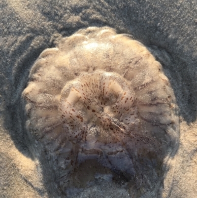 Unverified Anemone, Jellyfish or Comb Jelly (Cnidaria, Ctenophora) at Evans Head, NSW - 24 Aug 2021 by AliClaw
