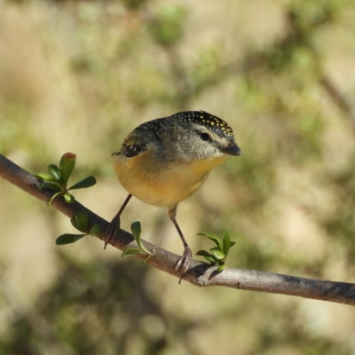 Pardalotus punctatus (Spotted Pardalote) at Kambah, ACT - 22 Aug 2021 by MatthewFrawley