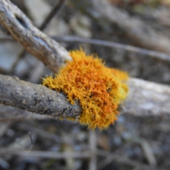 Teloschistes sp. (genus) (A lichen) at Kambah, ACT - 22 Aug 2021 by MatthewFrawley