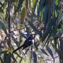 Rhipidura albiscapa (Grey Fantail) at Yando, VIC - 10 Jul 2021 by Darcy