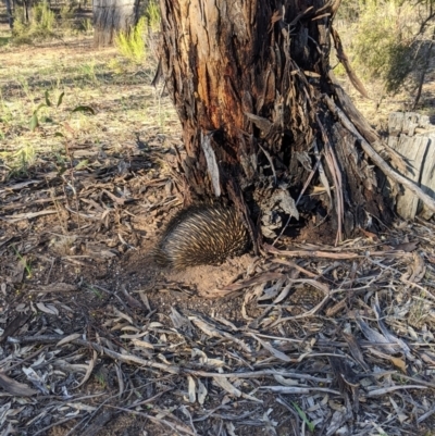 Tachyglossus aculeatus (Short-beaked Echidna) at Kingower, VIC - 10 Jul 2021 by Darcy
