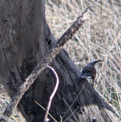 Pomatostomus temporalis temporalis (Grey-crowned Babbler) at Kerang, VIC - 15 Aug 2021 by Darcy