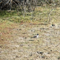 Thinornis melanops (Black-fronted Dotterel) at Kerang, VIC - 15 Aug 2021 by Darcy