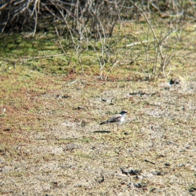 Thinornis melanops (Black-fronted Dotterel) at Kerang, VIC - 15 Aug 2021 by Darcy