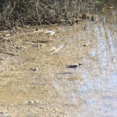 Thinornis melanops at Kerang, VIC - 15 Aug 2021 01:30 PM