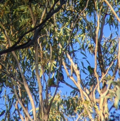 Lathamus discolor (Swift Parrot) at suppressed - 10 Jul 2021 by Darcy