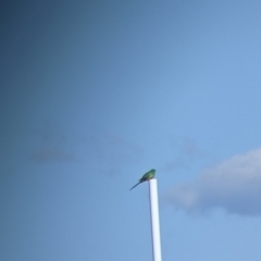 Psephotus haematonotus (Red-rumped Parrot) at Kerang, VIC - 15 Aug 2021 by Darcy