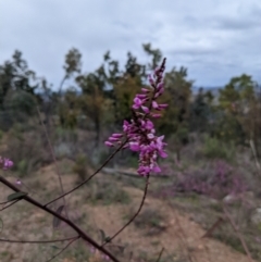 Indigofera australis subsp. australis at Coree, ACT - 24 Aug 2021 05:15 PM