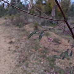 Indigofera australis subsp. australis at Coree, ACT - 24 Aug 2021 05:15 PM
