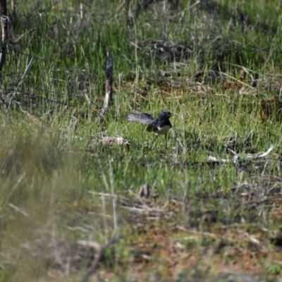 Rhipidura leucophrys (Willie Wagtail) at Goschen, VIC - 3 May 2020 by Darcy