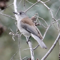 Colluricincla harmonica (Grey Shrikethrush) at Springdale Heights, NSW - 24 Aug 2021 by PaulF