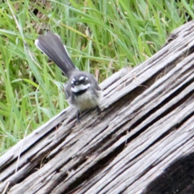 Rhipidura albiscapa (Grey Fantail) at Springdale Heights, NSW - 24 Aug 2021 by PaulF