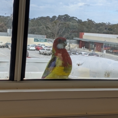 Platycercus eximius (Eastern Rosella) at Thurgoona, NSW - 24 Aug 2021 by Darcy